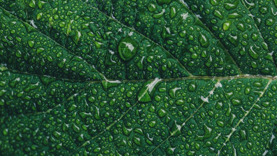 Green leaf covered in water droplets