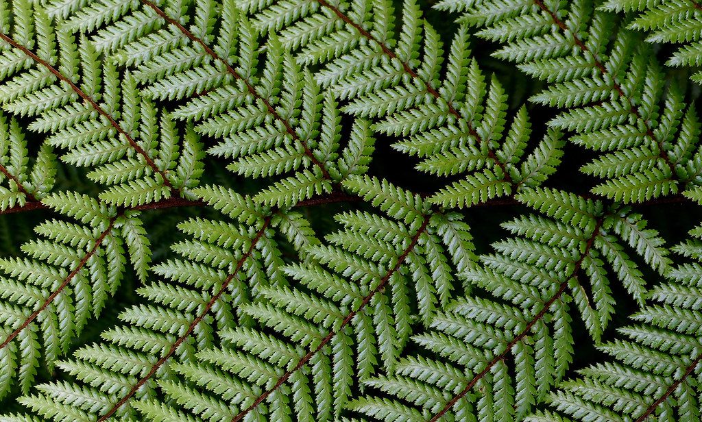 Close-up of green silver fern fronds